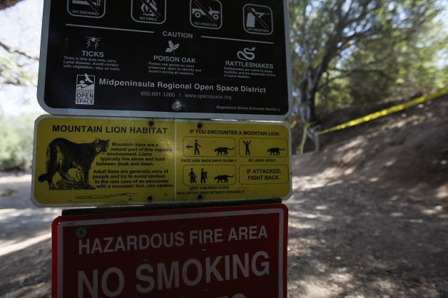Signs warn hikers of residing mountain lions at the opening of a hiking trail at Picchetti Ranch Open Space Preserve near Cupertino, where a 6-year-old boy was attacked by a mountain lion on Sunday. — Photo: Jessica Christian/San Francisco Chronicle.
