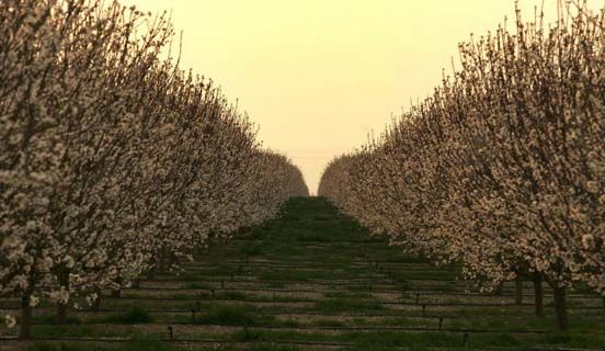 Almond orchards. Massively thirsty, massively profitable, often controlled by wealthy families or corporations.