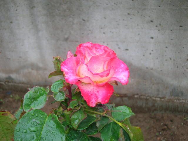 rose004.jpg
