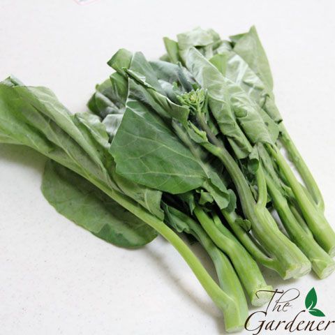 The Gardener - Cung cấp giải pháp trồng rau tại nhà từ A-Z - 22