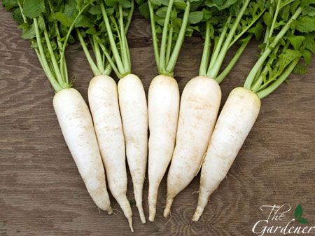 The Gardener - Cung cấp giải pháp trồng rau tại nhà từ A-Z - 31