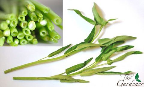 The Gardener - Cung cấp giải pháp trồng rau tại nhà từ A-Z - 18