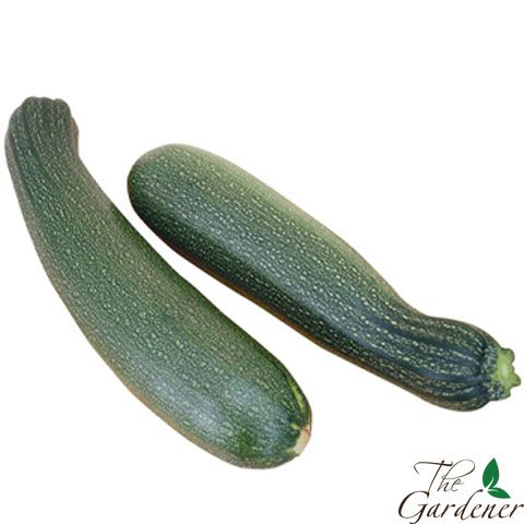 The Gardener - Cung cấp giải pháp trồng rau tại nhà từ A-Z - 26