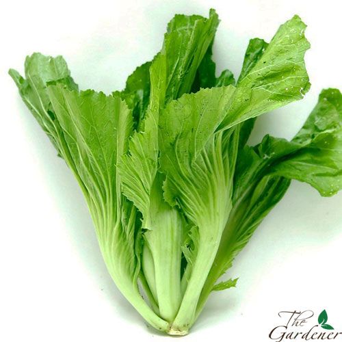 The Gardener - Cung cấp giải pháp trồng rau tại nhà từ A-Z - 21