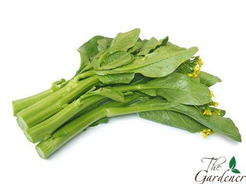 The Gardener - Cung cấp giải pháp trồng rau tại nhà từ A-Z - 23