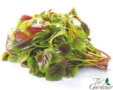 The Gardener - Cung cấp giải pháp trồng rau tại nhà từ A-Z - 20