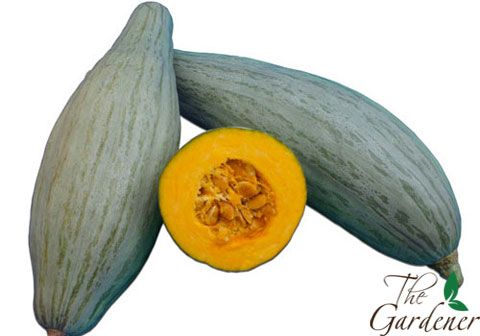 The Gardener - Cung cấp giải pháp trồng rau tại nhà từ A-Z - 28