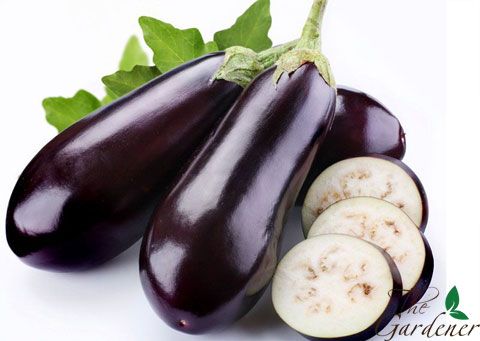 The Gardener - Cung cấp giải pháp trồng rau tại nhà từ A-Z - 32