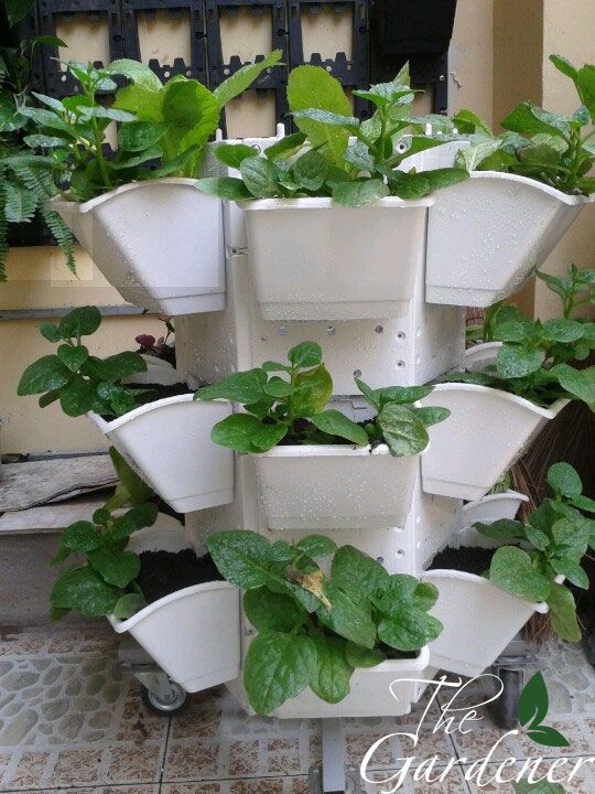 The Gardener - Cung cấp giải pháp trồng rau tại nhà từ A-Z - 7