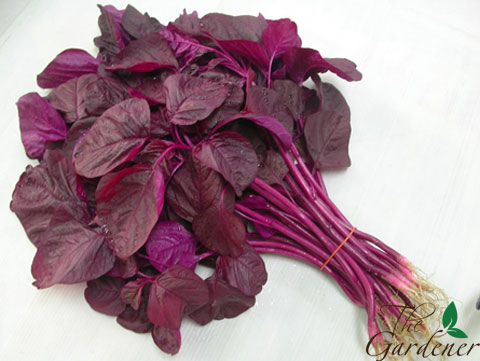 The Gardener - Cung cấp giải pháp trồng rau tại nhà từ A-Z - 19