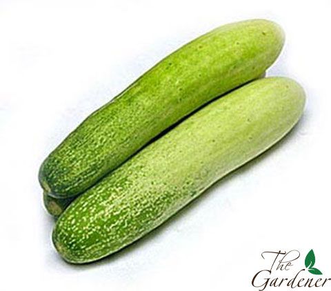 The Gardener - Cung cấp giải pháp trồng rau tại nhà từ A-Z - 33