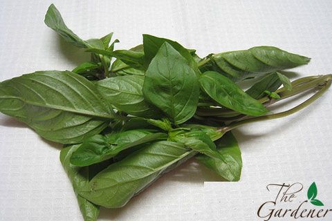 The Gardener - Cung cấp giải pháp trồng rau tại nhà từ A-Z - 36