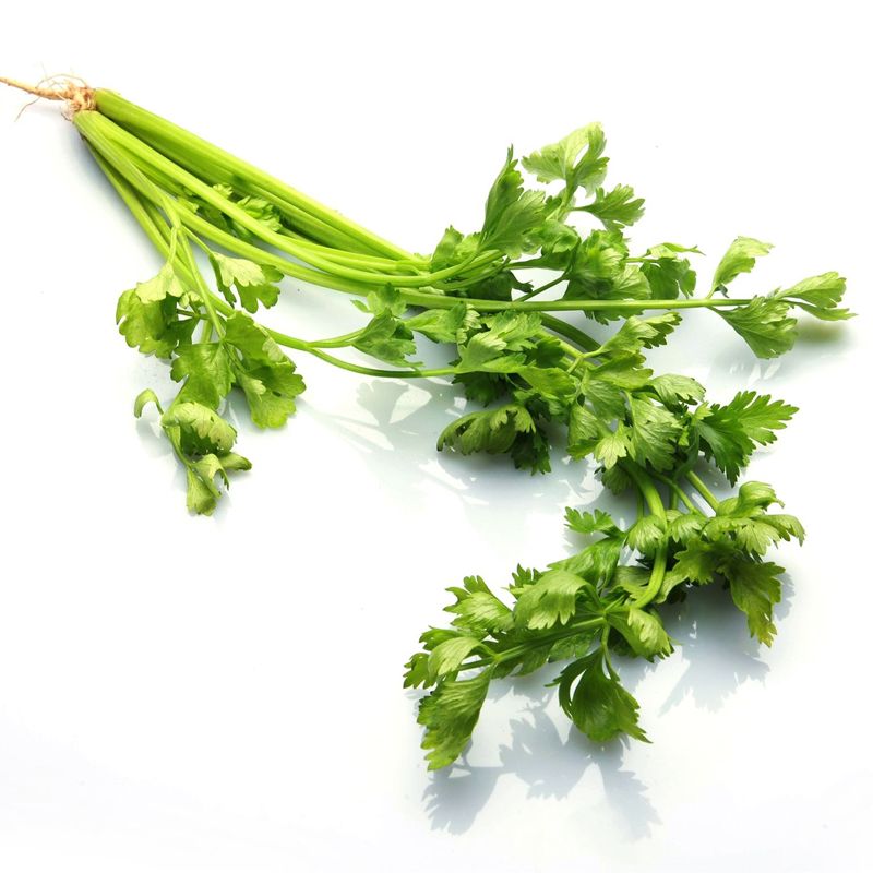 The Gardener - Cung cấp giải pháp trồng rau tại nhà từ A-Z - 35