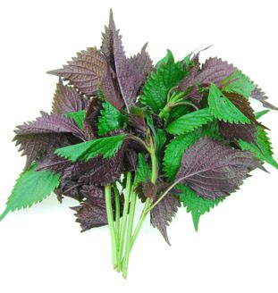 The Gardener - Cung cấp giải pháp trồng rau tại nhà từ A-Z - 34