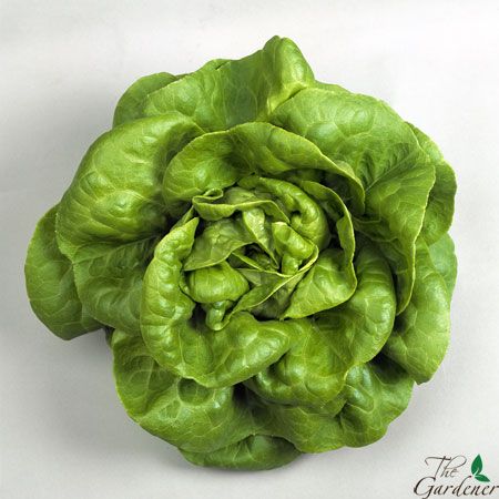 The Gardener - Cung cấp giải pháp trồng rau tại nhà từ A-Z - 17