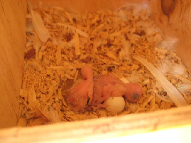 babybudgies.jpg