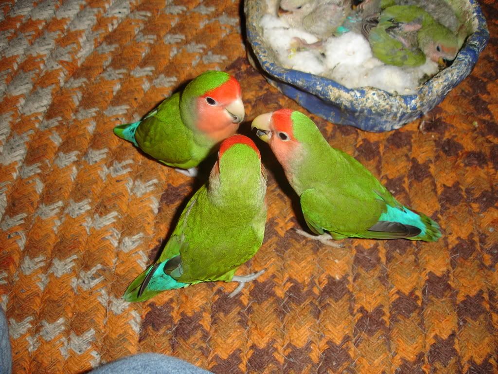 Posted Image