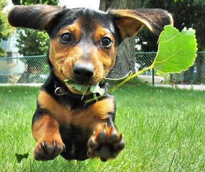 leaf-leaping-cute-puppy-dog.jpg