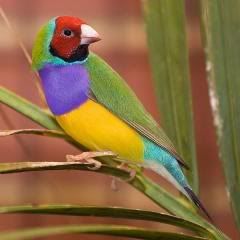 gouldianfinch-1.jpg
