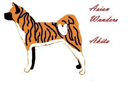 Asian Wonders Tiger Head