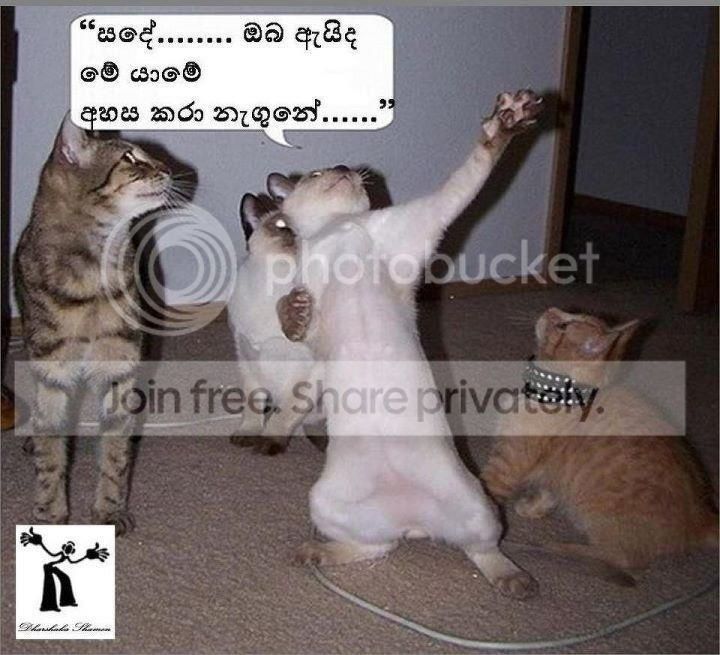 cat.jpg