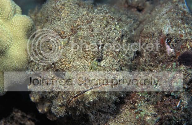 devil-scorpionfish_1859400i.jpg
