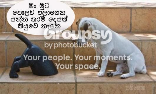 dog_shy.jpg