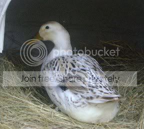 Welsh Harlequin | BackYard Chickens - Learn How to Raise Chickens