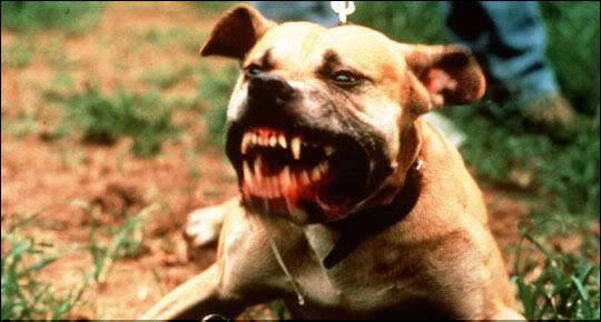 Anjing Yang Tak Mengenang Budi Carigold Online Biz Hotspots